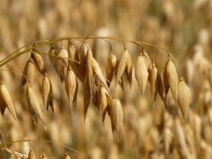 oats-8946_1280