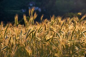 grain-7273677_1280