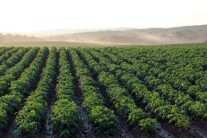 potato-field-4357002_640